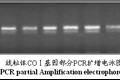 基于线粒体COⅠ基因探讨家鸡遗传变异