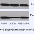 青蒿素对人宫颈癌HeLa细胞辐射增敏作用的研究